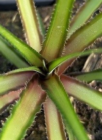 Hylaeaicum species